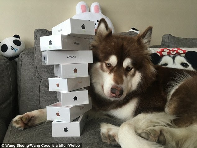 iphone-dog-0