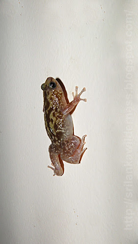 Termite Nest Frog/Ramanella variegata
