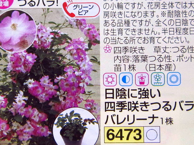 つるバラ バレリーナ 写真共有サイト フォト蔵