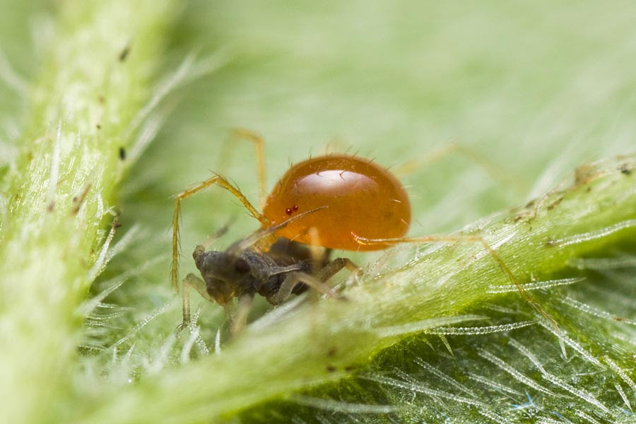 アブラムシ幼虫を捕食するタカラダニ 明石 神戸の虫 ときどきプランクトン