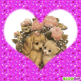 Chien Et Chat Trop Mignon