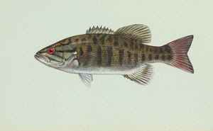 Smallmouth bass (Micropterus dolomieu)