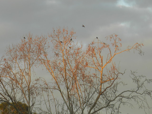 skywatfDSCN2942