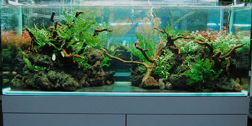 １２００水槽レイアウト開始 １ヶ月くらい Azulブログ