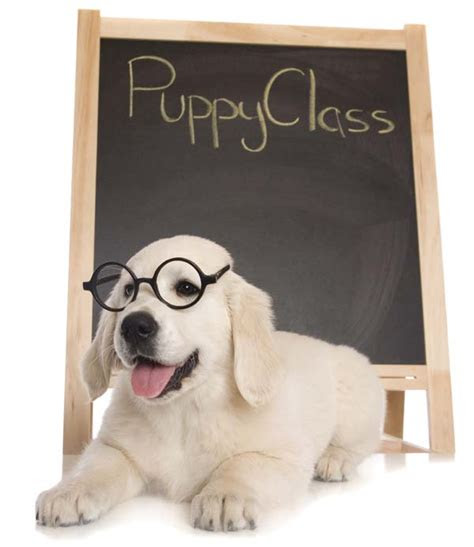 puppies doggie central