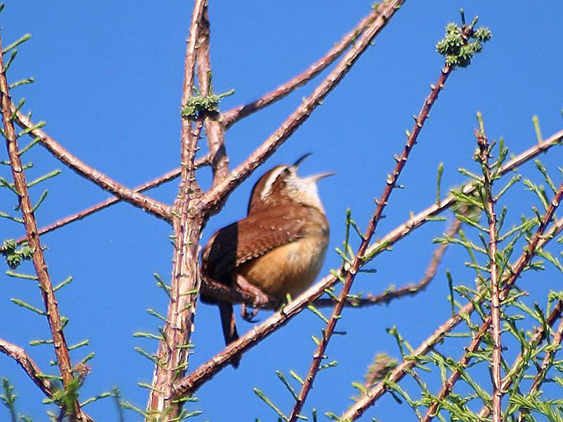 Carolina Wren