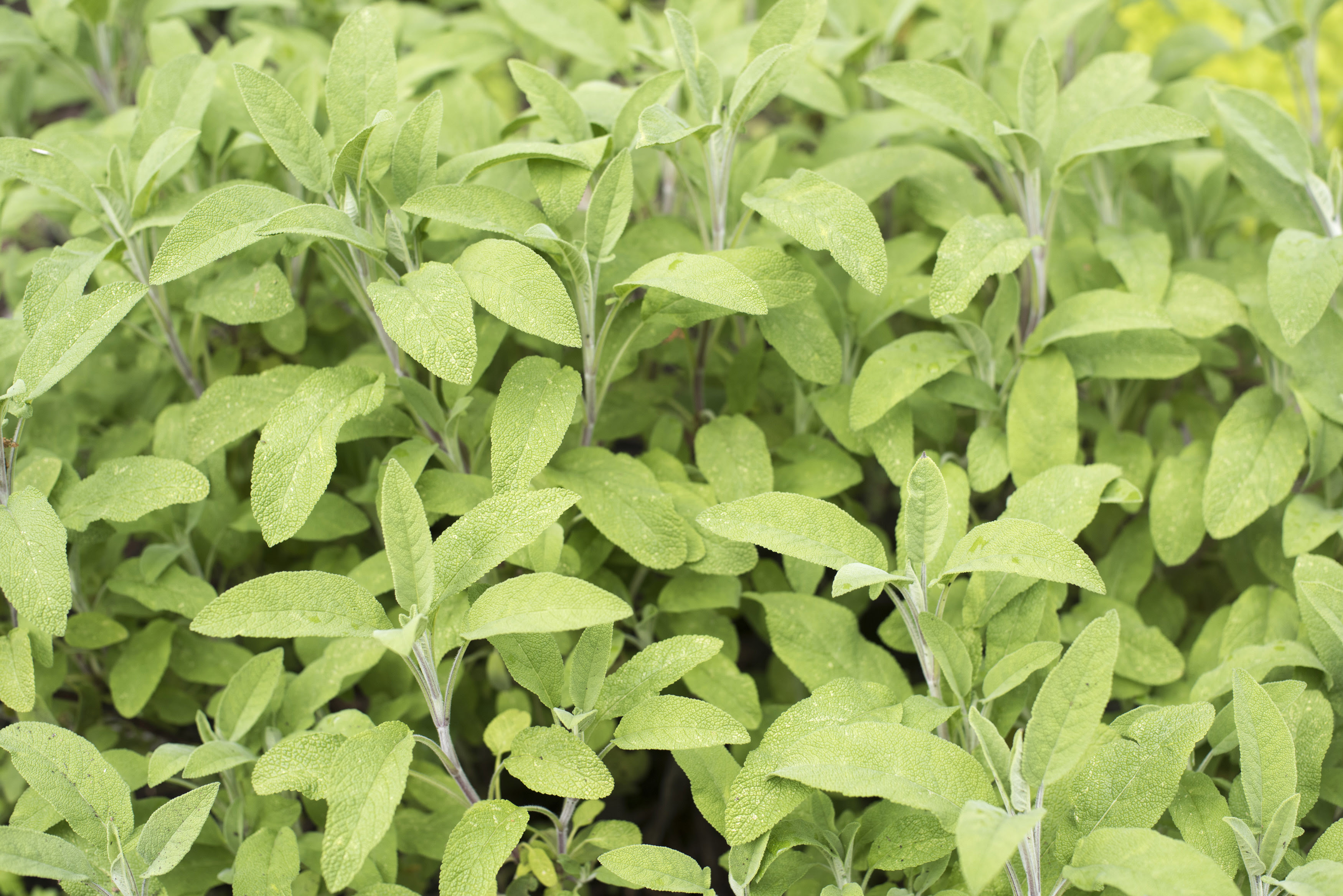 Fresh green sage growing Free Stock Image Fresh green sage growing Free Stock Image