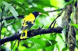 migratory bird