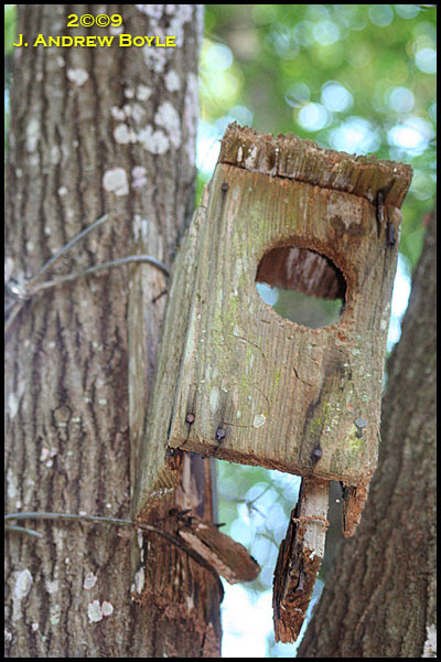 Nest Box