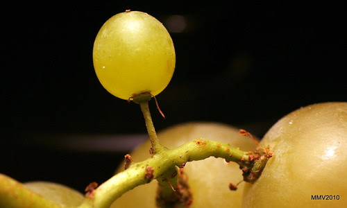 Uvas