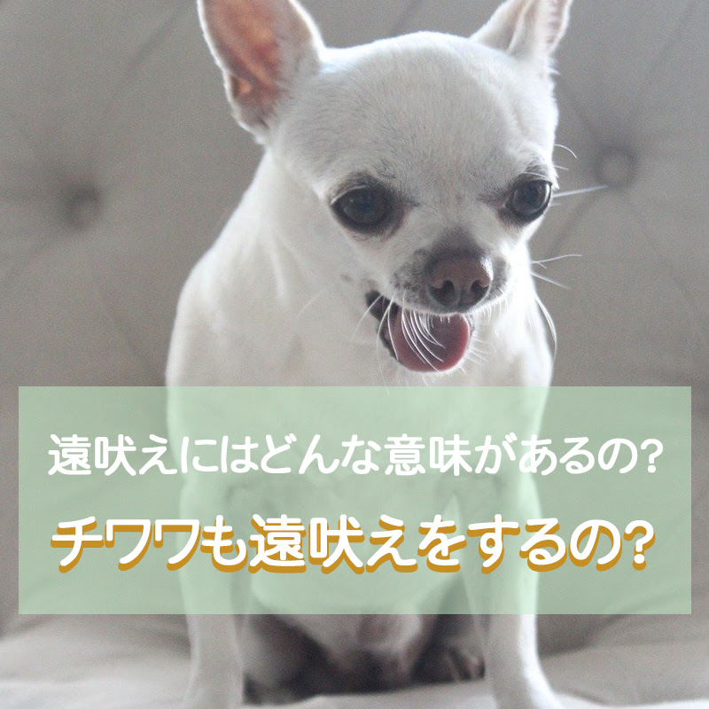 遠吠えにはどんな意味があるの チワワも遠吠えをするの