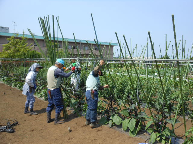 先週までの農作業 平成２８年５月２１日 土 ナス支柱立て誘引 夏果菜の支柱立て最後はナス ピーマン シシトウです 当農園ではナス ピーマン シシトウは 主枝と側枝三本の四本仕立て で栽培します 主枝と側枝の３本を支柱に誘引していく栽培