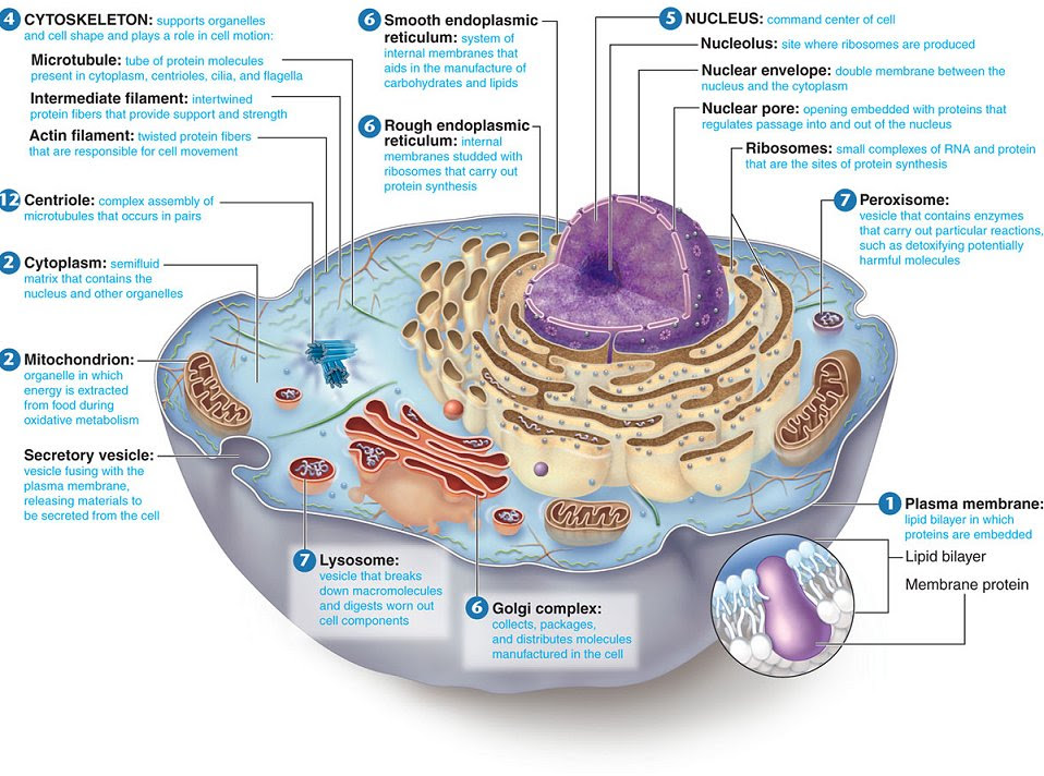 The Cell Anatomy - Lessons - Blendspace
