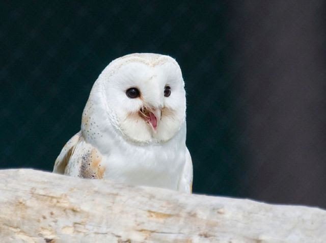 Funny Owls That Are Laughing