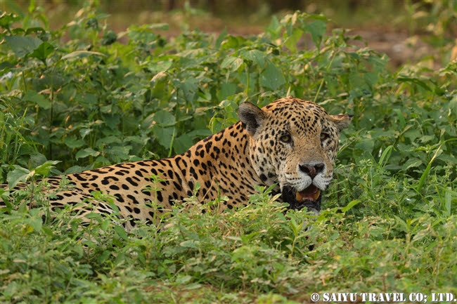 ジャガー Jaguar ワイルドライフ Wildlife 世界の野生動物観察日記