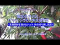 [最も人気のある！] シラカシ 庭木 374202-庭木 シラカ�� 値段