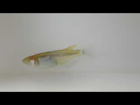 メダカの病気 改良メダカ情報館