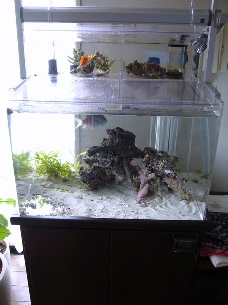 新カエルアンコウ水槽 立ち上げ その１ カエルアンコウ 海水魚日記 楽天ブログ
