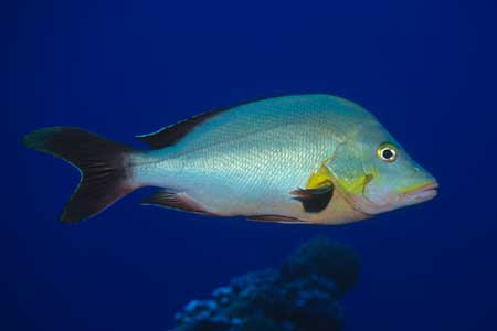 ヒメフエダイ ダイバーのための海水魚図鑑