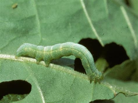 For some people, they never feel full. Identifying Insect Pests | HGTV