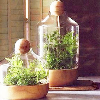 Wooden Vivarium Plants - Easy DIY Woodworking Projects Step by Step 