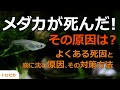 【ベストコレクション】 メダカ 口 ぐされ 病 328194-メダカ 口ぐされ病治療方
