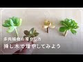 √100以上 多肉 植物 葉 挿�� 水 やり 326739-多肉植物 簡単 初心者 育て方