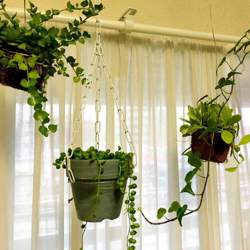10分で完成 部屋が狭くても観葉植物を飾れるハンギングディスプレイとは 記事詳細 Infoseekニュース