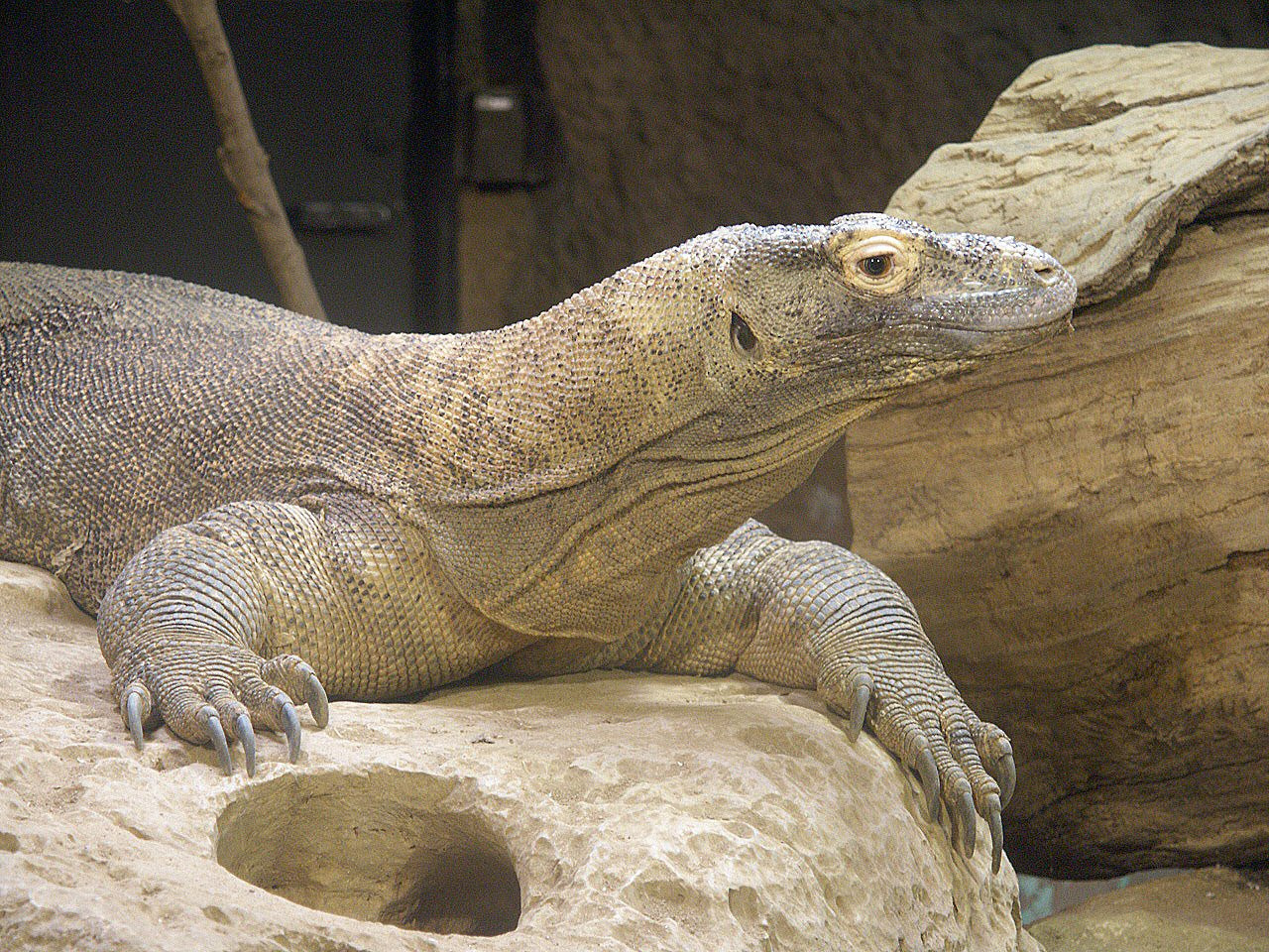 WhoZoo: Komodo Dragon