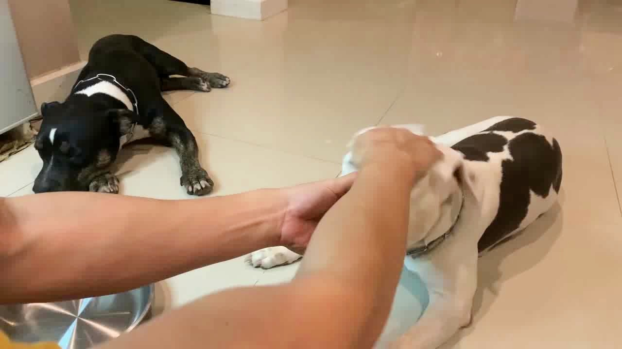 主人用湿巾给狗狗擦脸 然后吃生牛肉 让比特犬长点肌肉 网易视频