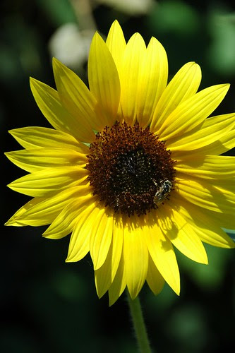 Bee on Sunflower