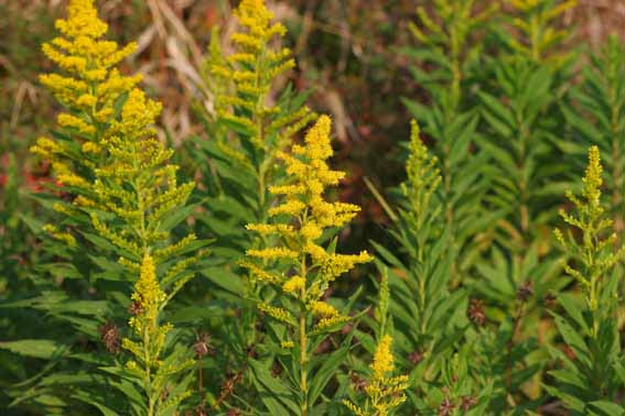 セイタカアワダチソウ Solidago Altissima キク科アキノキリンソウ属