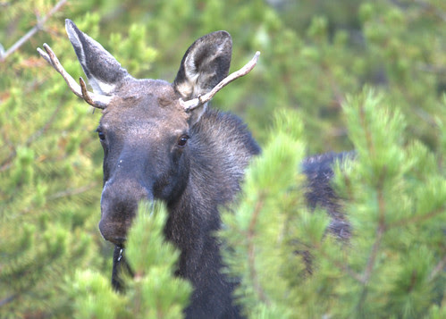 yearling bull moose 5x7IMG_7347