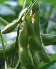 soybeans 6