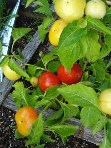 Paprika Peppers