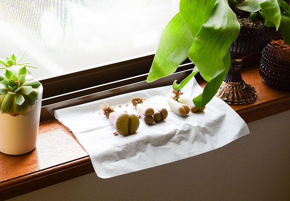 リトープスの植え替えのつもりが株分け Kobiのシークレットガーデン 観葉植物 多肉植物の育て方
