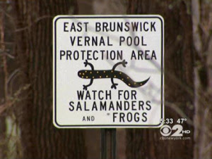 A road in East Brunswick, N.J., is closing Wednesday night for salamander crossing.