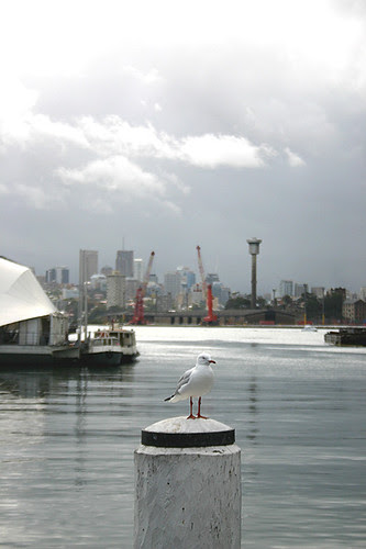 Seagull