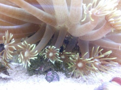 ハナガササンゴの長期飼育 マルキュウパパのお魚日記 楽天ブログ