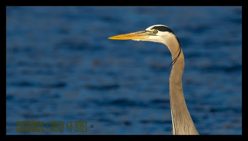IMG_0353 by Michel (Mike) Soucy