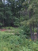 The Back Yard