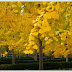 Bushy Autumn Tree Merge Dragons - Mystical Autumn Tree Merge Dragons Wiki Fandom : Merge eggs to hatch dragons who will help heal the land!