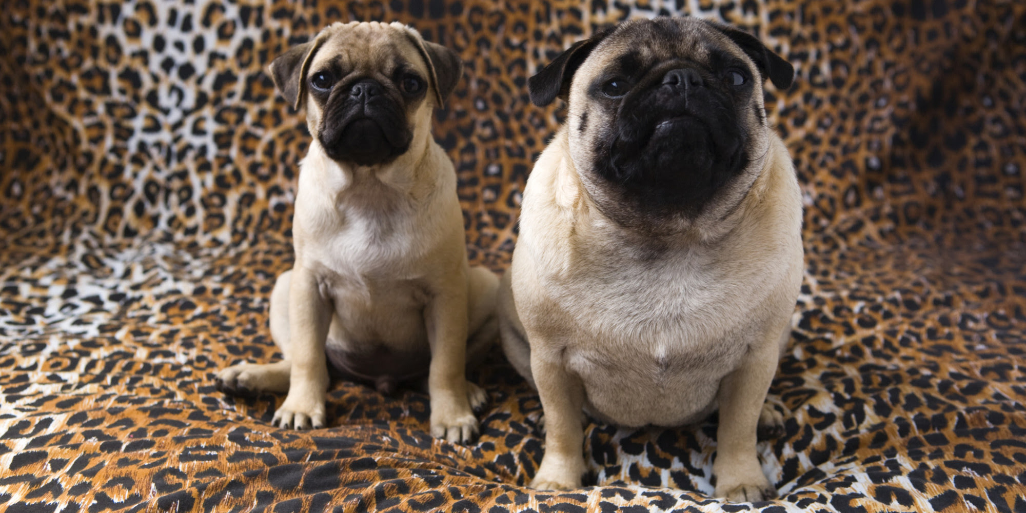 Top Dogs Throughout UK Revealed | HuffPost UK
