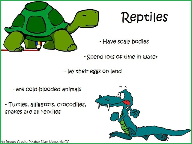 Animal Kingdom Facts For Kids Science Wild Life Nature Kinooze 30 giraffe facts and photos: