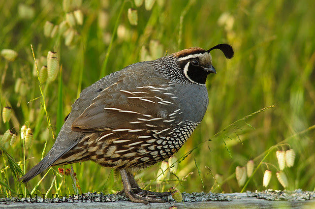Quail and rattlesnake grass - Pat Ulrich Wildlife Photography