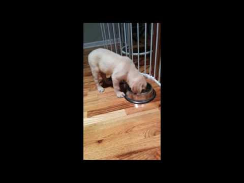 View 20 Wellness Core Puppy Food Feeding Chart