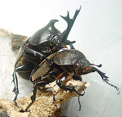 カブトムシの交尾 産卵 ラブカブ