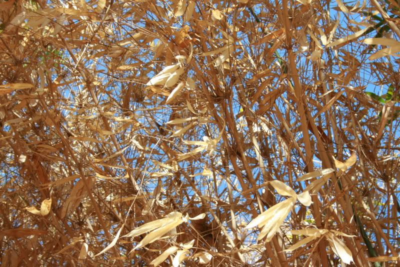 leaves
