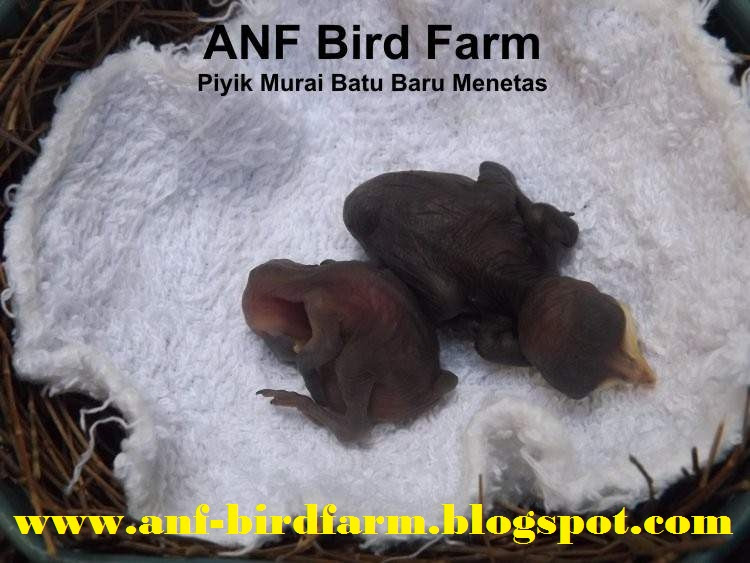 POPULER POST BY ANF BIRD FARM