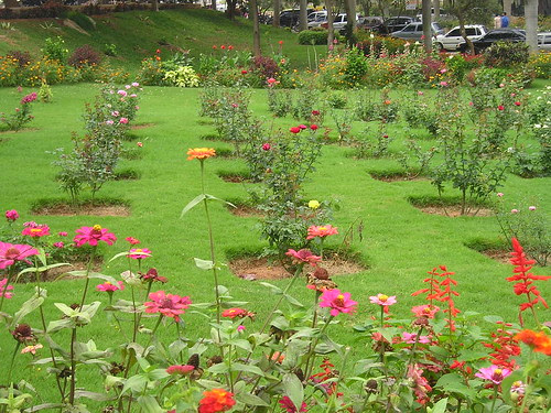 PESIT Garden